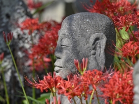 彼岸花と羅漢様